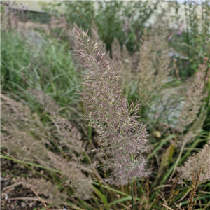 Calamagrotis Brachytricha